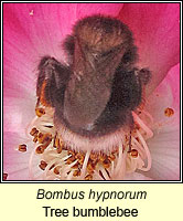 Bombus hypnorum, Tree Bumblebee
