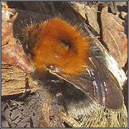 Tree Bee, Bombus hypnorum