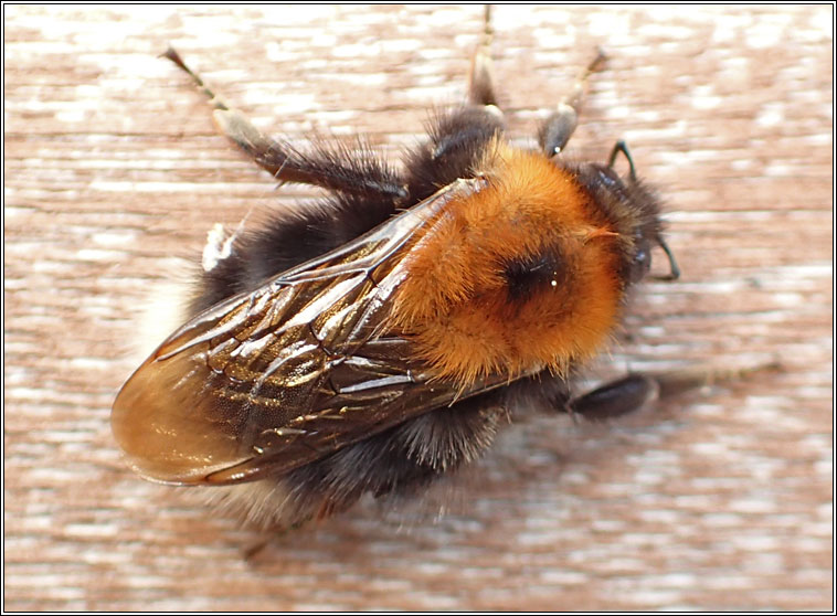 Tree Bee, Bombus hypnorum