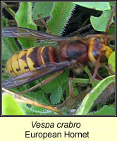 Vespa crabro, European Hornet