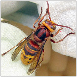 Hornet, Vespa crabro