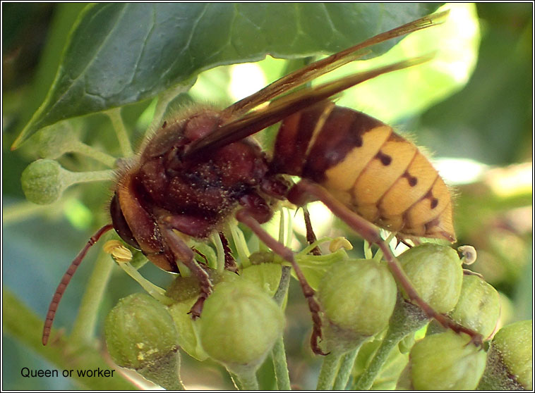 European Hornet, Vespa crabro