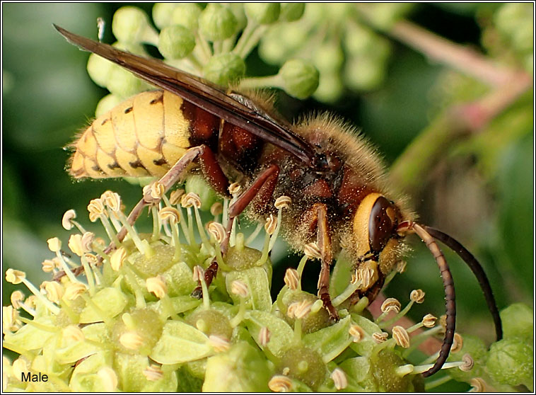 European Hornet, Vespa crabro