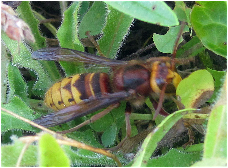 European Hornet, Vespa crabro