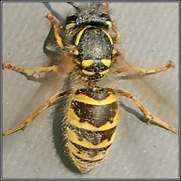 Common Wasp, Vespula vulgaris