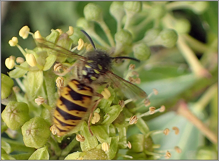 Common Wasp, Vespula vulgaris