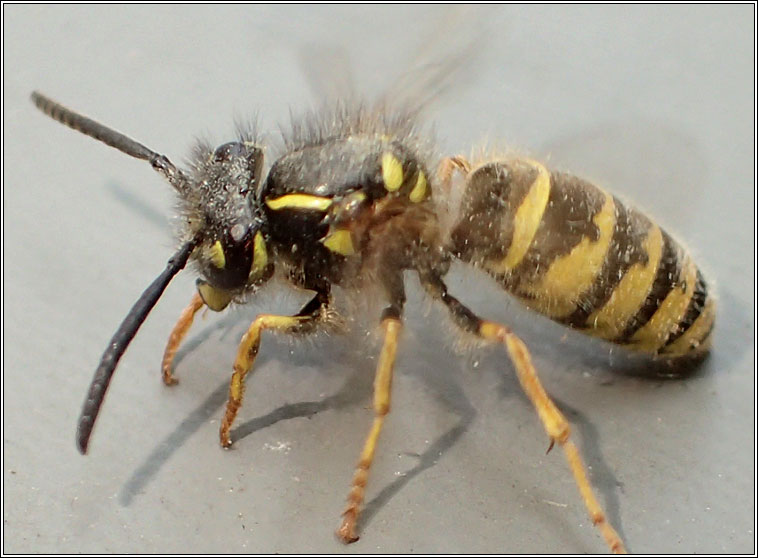 Common Wasp, Vespula vulgaris