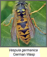 Vespula germanica, German Wasp