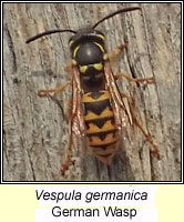 Vespula germanica, German Wasp