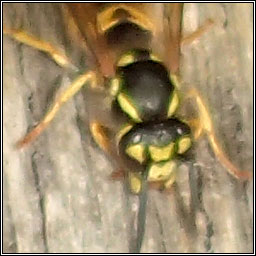 German Wasp, Vespula germanica