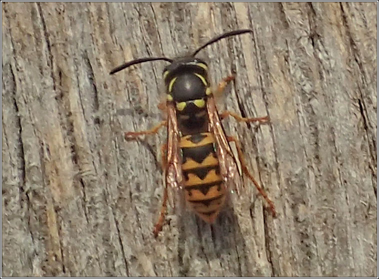 German Wasp, Vespula germanica