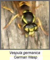 Vespula germanica, German Wasp