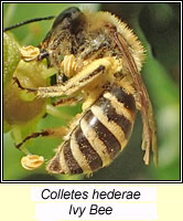 Colletes hederae