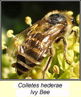 Colletes hederae