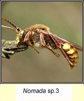 Nomada sp3