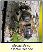 Megachile sp