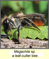 Megachile sp