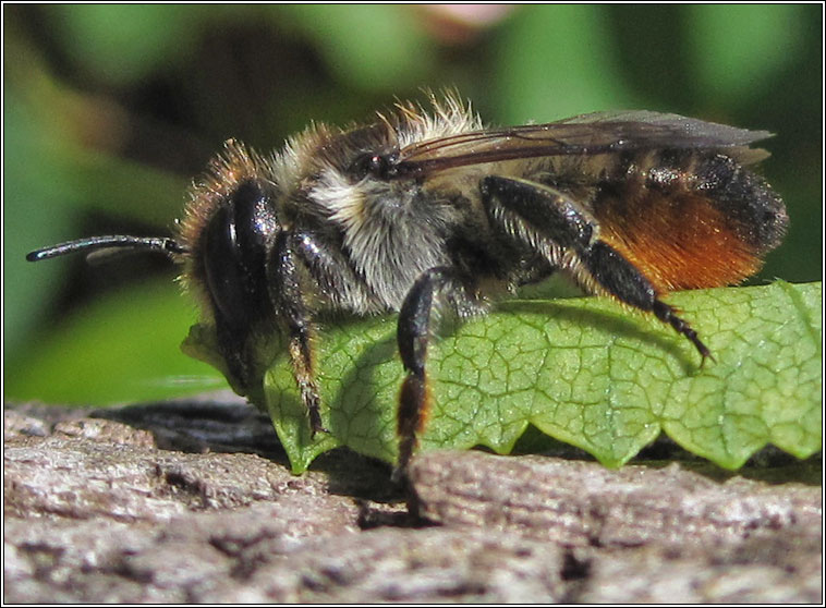 Megachile sp