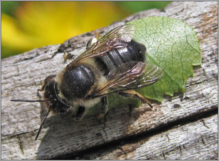 Megachile sp