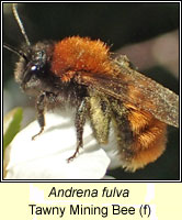 Andrena fulva, Tawny Mining Bee