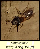 Andrena fulva, Tawny Mining Bee