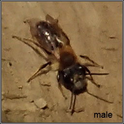 Andrena fulva, Tawny Mining Bee