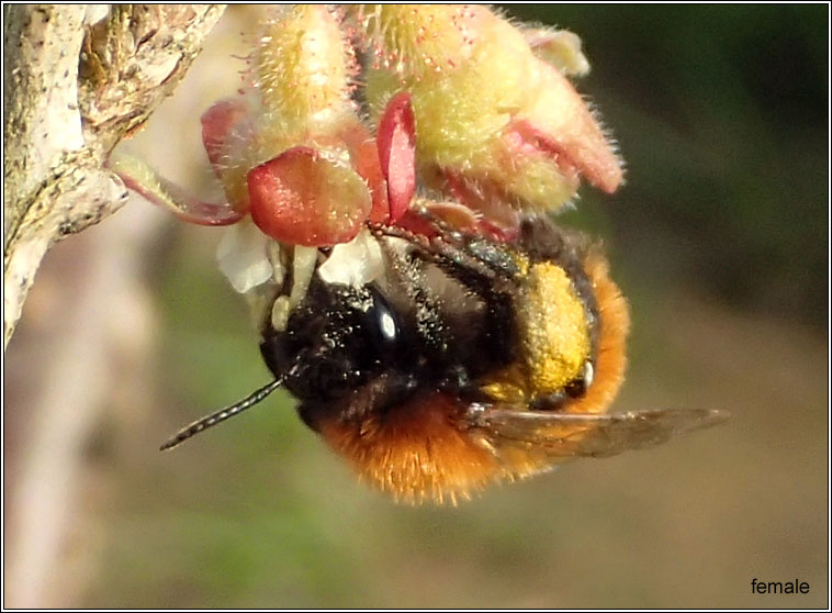 Andrena fulva, Tawny Mining Bee