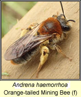 Andrena haemorrhoa, Orange-tailed Mining Bee / Early Mining Bee