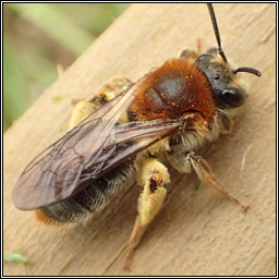 Andrena haemorrhoa, Orange-tailed Mining Bee