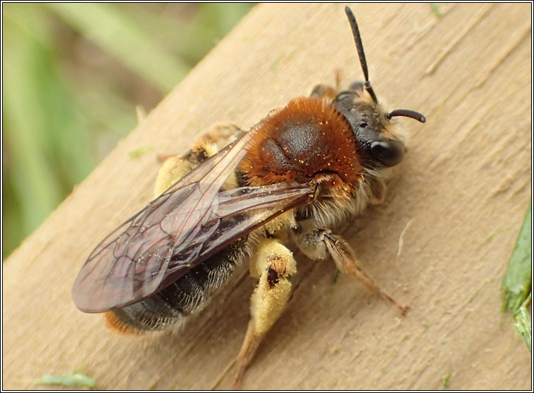 Andrena haemorrhoa, Orange-tailed Mining Bee