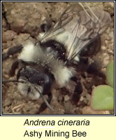 Andrena cineraria, Ashy Mining Bee