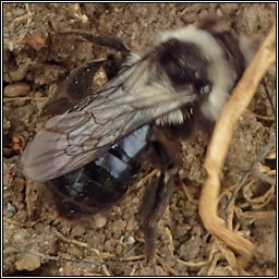 Andrena cineraria, Ashy Mining Bee