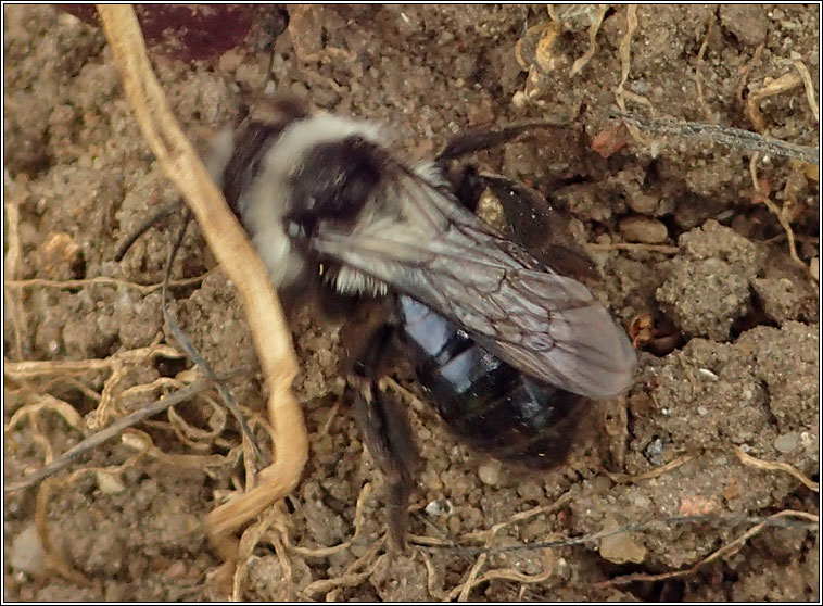 Andrena cineraria, Ashy Mining Bee