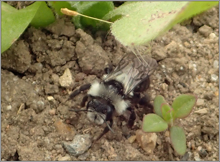 Andrena cineraria, Ashy Mining Bee