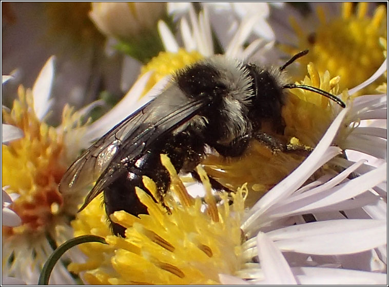 Andrena cineraria, Ashy Mining Bee