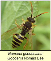 Nomada goodeniana, Gooden's Nomad Bee