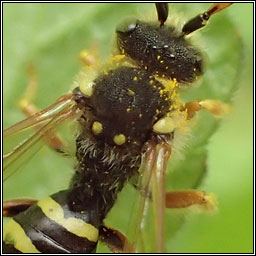 Nomada goodeniana, Gooden's Nomad Bee