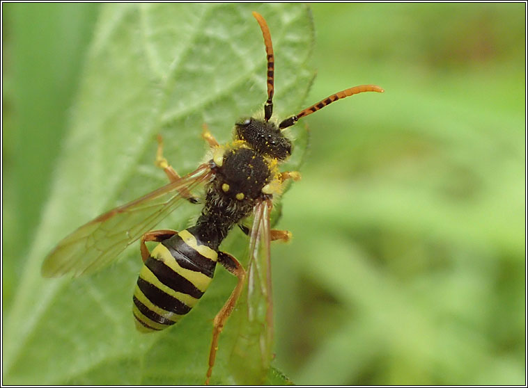 Nomada goodeniana, Gooden's Nomad Bee