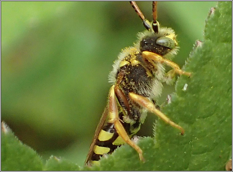 Nomada goodeniana, Gooden's Nomad Bee