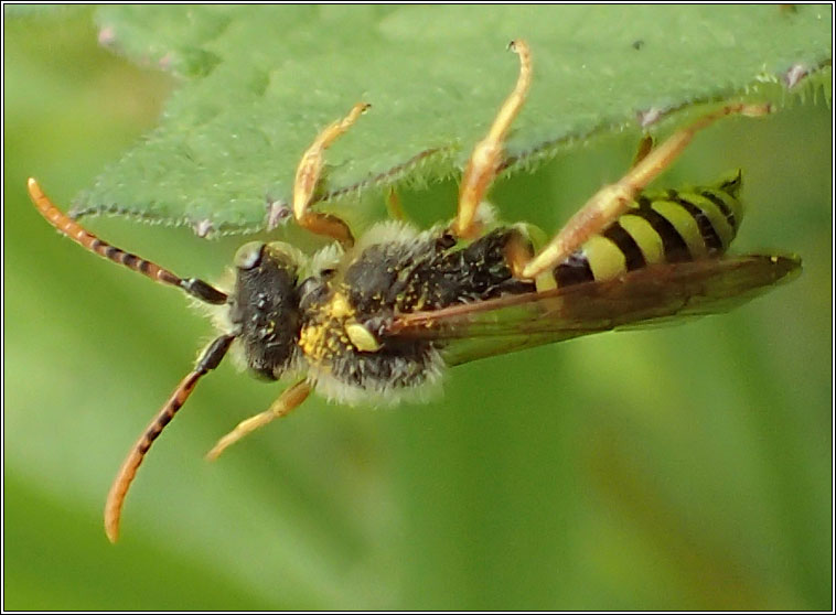 Nomada goodeniana, Gooden's Nomad Bee