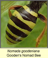 Nomada goodeniana, Gooden's Nomad Bee