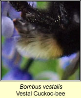 Bombus vestalis, Vestal Cuckoo-bee