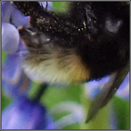 Bombus vestalis, Vestal Cuckoo-bee