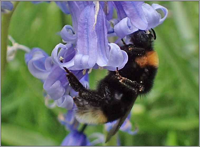 Bombus vestalis, Vestal Cuckoo-bee