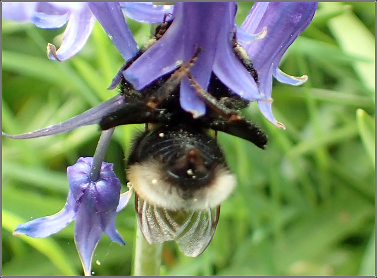 Bombus vestalis, Vestal Cuckoo-bee