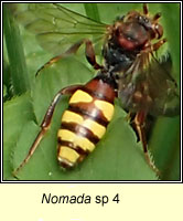 Nomada sp4