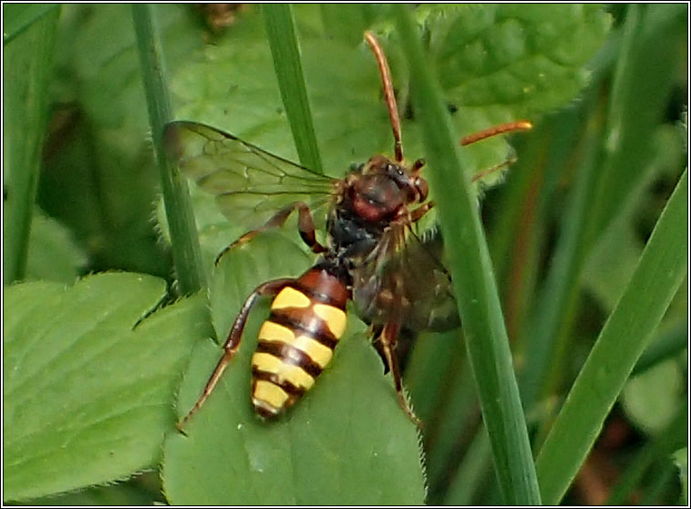 Nomada