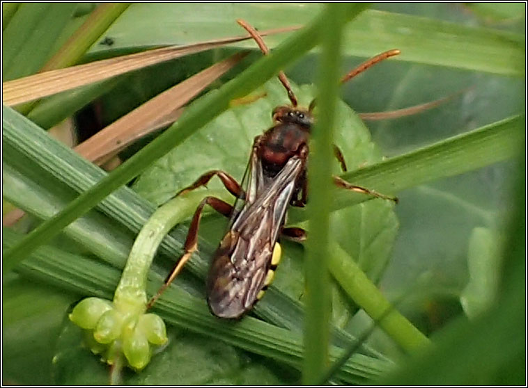 Nomada