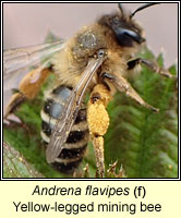 Andrena flavipes, Yellow-legged mining bee