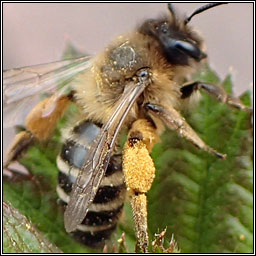 Andrena flavipes, Yellow-legged mining bee